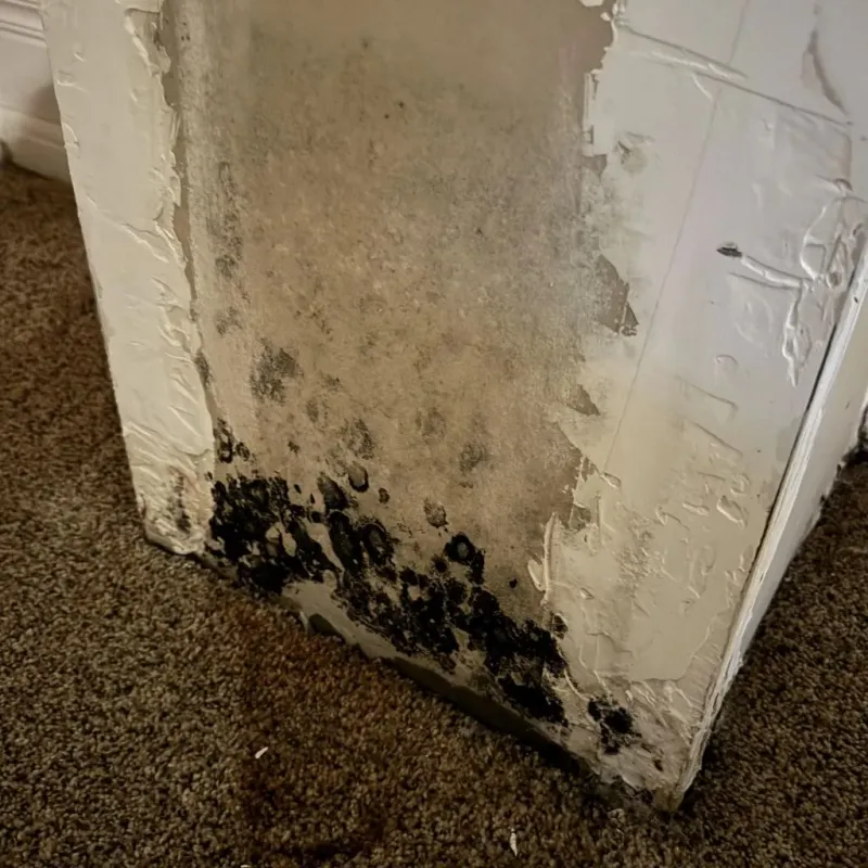 Professional Mold Removal in Orleans, IN